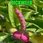 dickweed.jpg