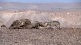 arabian-wolf-feeding-camel-carcass-footage-086534430_prevstill (1).jpeg