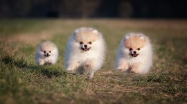 Pomeranian-Price-How-Much-Do-They-Cost.jpg