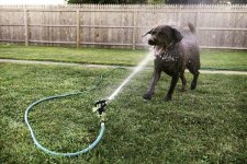 funny-chocolate_lab.jpg