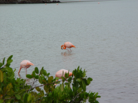 flamingos.png