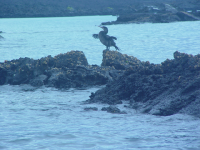 flightless cormorant.png