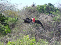 frigate birds.png