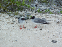 galapagos swallow tailed gull.png