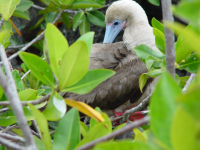 red foot booby.png