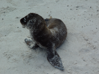 baby seal.png