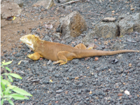 land iguana.png