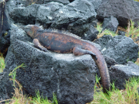 marine iguana.png
