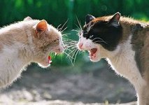cat-fight-2.jpg