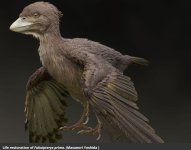 cretaceous bird.JPG