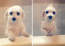 before-and-after-dog-bath-7.jpg
