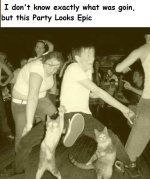 party cats.jpg