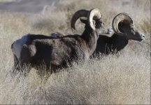 Bighorn Sheep.jpg