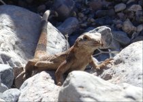 Chuckwalla.jpg