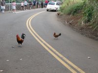 Why_did_the_chicken_cross_the_road%3F.JPG