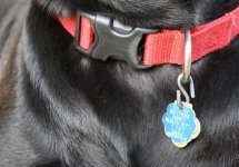 dog-wearing-collar-rabies-tag.jpg.638x0_q80_crop-smart.jpg