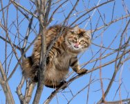 cats-in-trees23.jpg