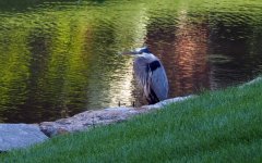 greatblueheron1.jpg