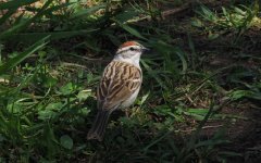 chipping-sparrow-2.jpg