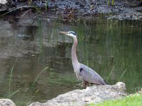 greatblueheron2.jpg