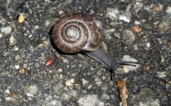 snail.jpg