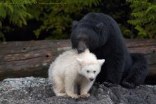 _D2S5185_BlackWhiteBears_2x.jpg