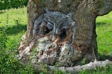 owl pareidolia.jpg