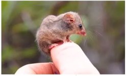 pygmy possum.JPG