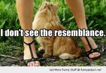 funny-cat-looking-up-skirt-pussy-resemblance-pics.jpg