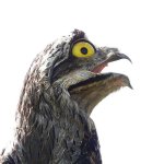 googlyeyed_potoo_birds_looks_hilarious_in_photos_640_06.jpg