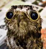 googlyeyed_potoo_birds_looks_hilarious_in_photos_640_09.jpg