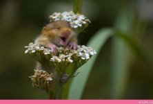 just-the-happiest-hamster-ever.jpeg