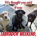 Labrador.jpg