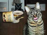 two-naughty-cats-linda-gleason-ritchie.jpg