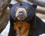 thumb-sunbear.jpg