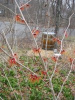 Witch Hazel, Red 2.jpg