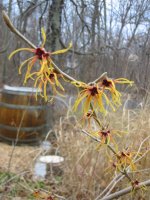 Witch Hazel, Yellow 1.jpg