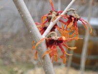 Witch Hazel, Red 1.jpg