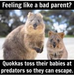 Quokkas.jpg