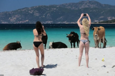 cattle on beach.png