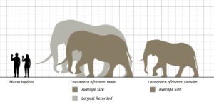 Elephant-and-man-size-comparison.png