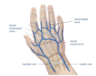 588fc6dd7012c71016dda3cf_Hand dorsal veins copy.png