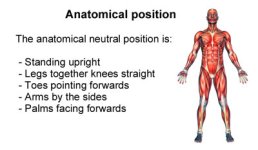 anatomical-position400.jpg