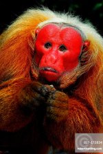 monkey red.jpg