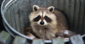 raccoon-rabid-2.jpg