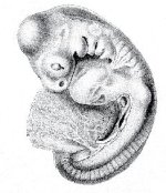 embryo 1.jpg