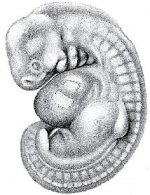 embryo 2.jpg