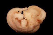 embryo 3.jpg