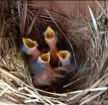 baby bluebirds.PNG