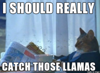 cat-llama.png